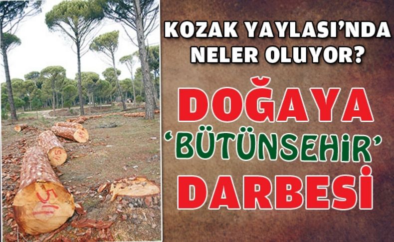 Yüzlerce ağacı göz göre göre kestiler