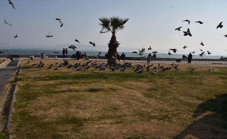 Zararlı böcekler rulo çimlerin ömrünü kısaltıyor