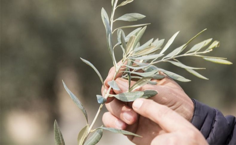 Zeytin üreticisine “ilaç” olacak